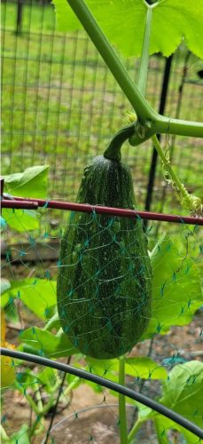 Lunch Lady Blend Gourd Seeds photo review