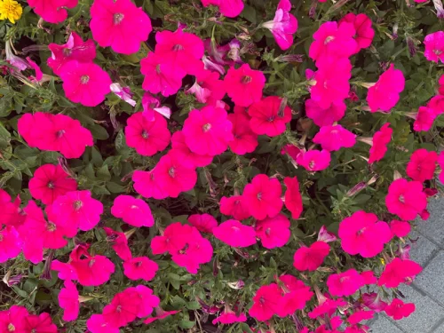 Tidal Wave® Red Velour Petunia Seeds photo review