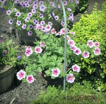 Tidal Wave® Silver Petunia Seeds photo review