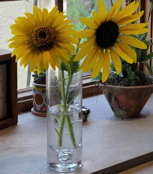 Dwarf Mix Organic Sunflower Seeds photo review