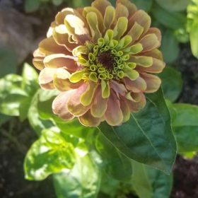 Queeny Lime Red Zinnia Seeds (P) Pkt of 25 seeds photo review