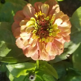 Queeny Lime Red Zinnia Seeds (P) Pkt of 25 seeds photo review