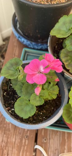 Geranium Nano™ Salmon Seeds photo review