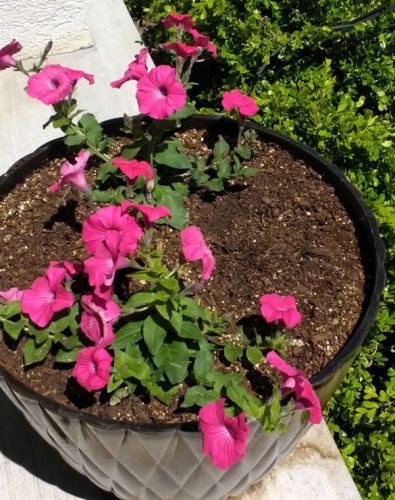 Tidal Wave® Hot Pink Petunia Seeds photo review