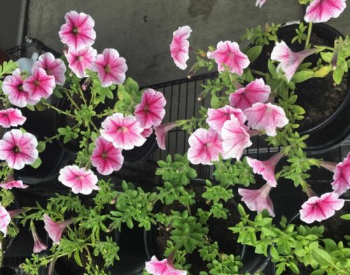 Kabloom Light Pink Blast Calibrachoa photo review