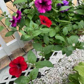 Kabloom® Cherry Calibrachoa Seeds photo review