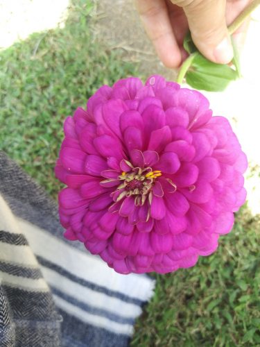 Park's Picks Lilac Zinnia Seeds photo review