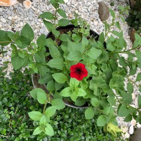 Kabloom® Cherry Calibrachoa Seeds photo review