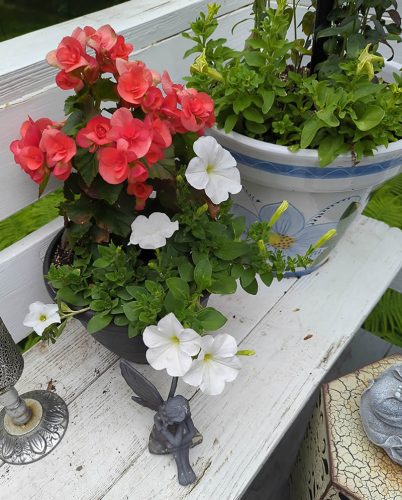 Kabloom® White Calibrachoa Seeds photo review