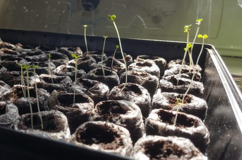Prizm Hybrid Kale Seeds photo review