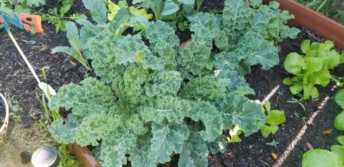White Russian Kale Seeds photo review
