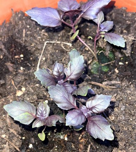 'Crimson King' Basil Seeds photo review