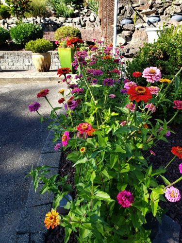 Park's Cutting Blend Full Mix Zinnia Seeds photo review