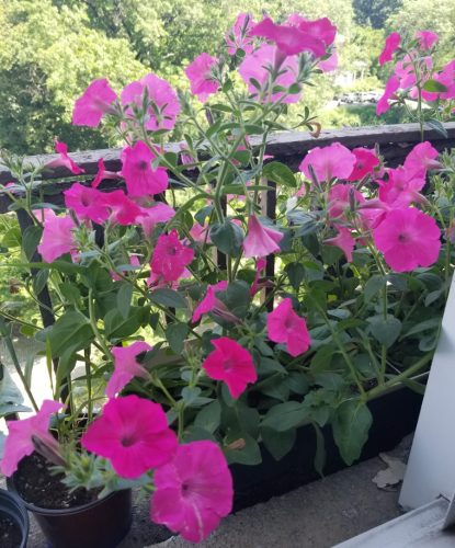 Kabloom Light Pink Blast Calibrachoa photo review