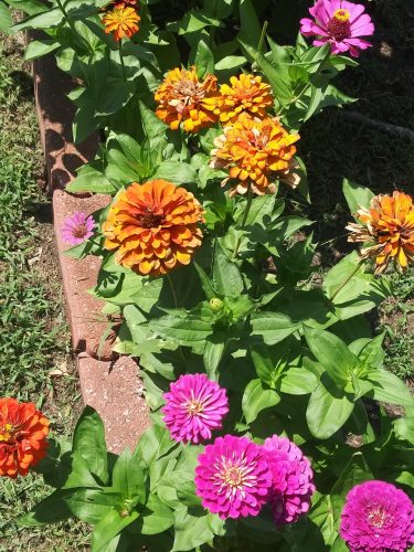Park's Picks Zinnia Seeds Collection photo review