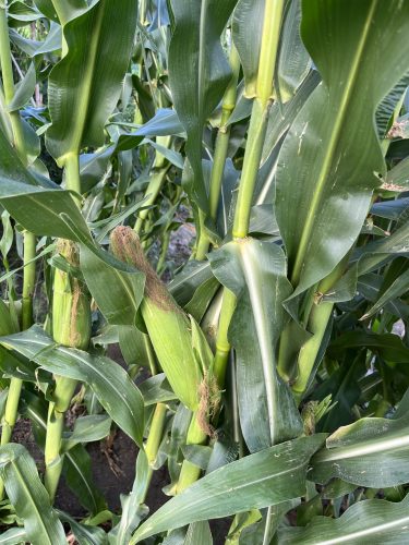 Yellow Mirai® 160Y Corn Seeds photo review