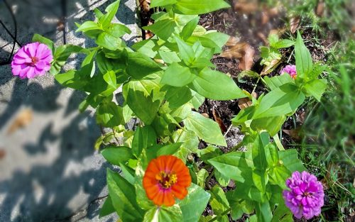 Tudor Zinnia Seeds photo review