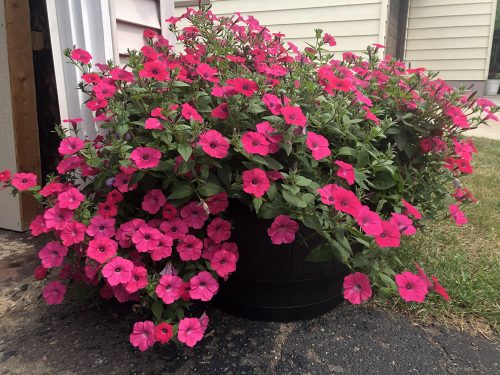 Kabloom® Cherry Calibrachoa Seeds photo review