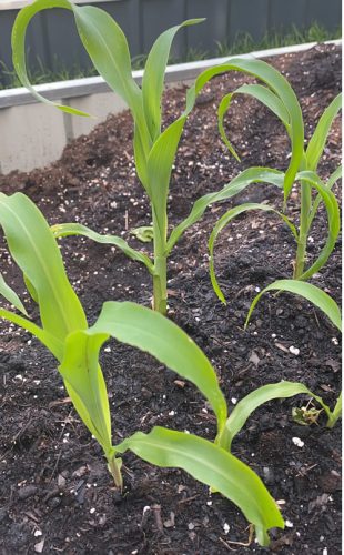 Bicolor Mirai® 301BC Corn Seeds photo review