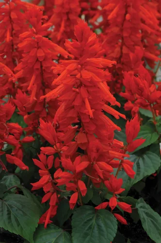 Park's Whopper Lighthouse Salvia Seeds photo review