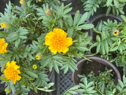 Janie Yellow Marigold Seeds photo review