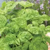 Sweet Basil Seeds