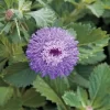Button Beauty Brazilian Bachelor's Buttons Seeds