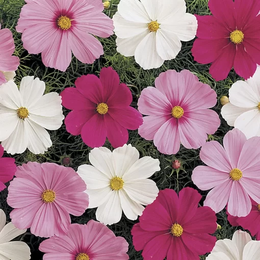 Sonata Mix Cosmos Flower Seeds - Image 2