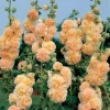 Peaches 'n' Dreams Hollyhock Seeds