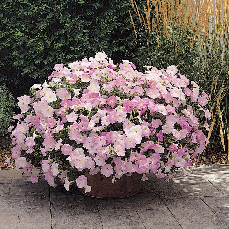 Wave® Misty Lilac Hybrid Petunia Seeds [WS-22203] - $3.00 