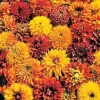 Cherokee Sunset Gloriosa Daisy Seeds
