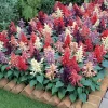 Vista Mix Salvia Seeds