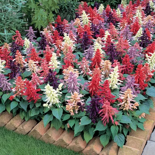 Vista Mix Salvia Seeds