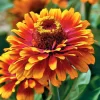 Zowie! Yellow Flame Zinnia Seeds