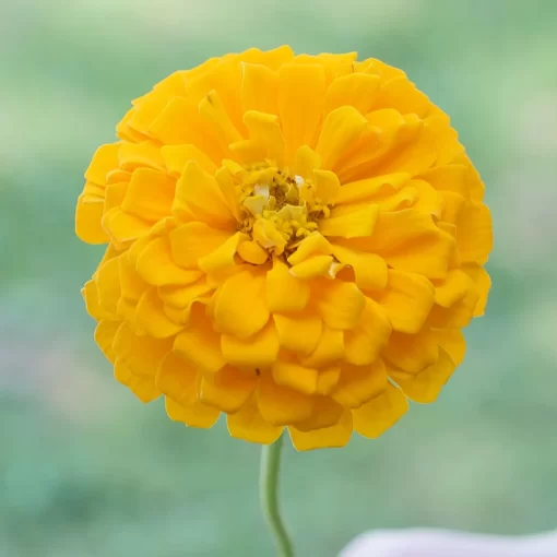 Park Picks Yellow Zinnia Seeds - Image 2