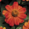 Profusion Fire Zinnia Seeds