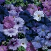 Aladdin Nautical Hybrid Mix Petunia Seeds