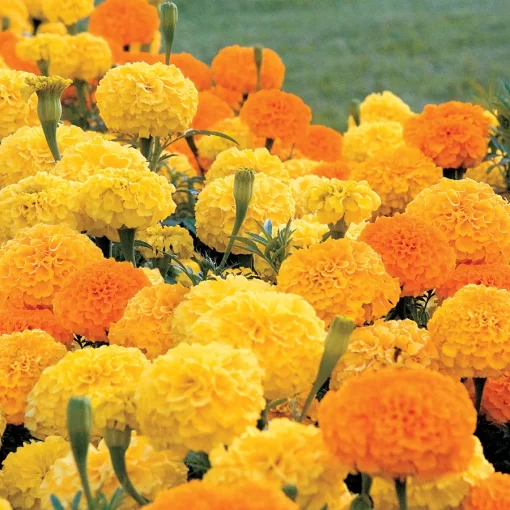 Park's Whopper Mix Marigold Seeds - Image 2