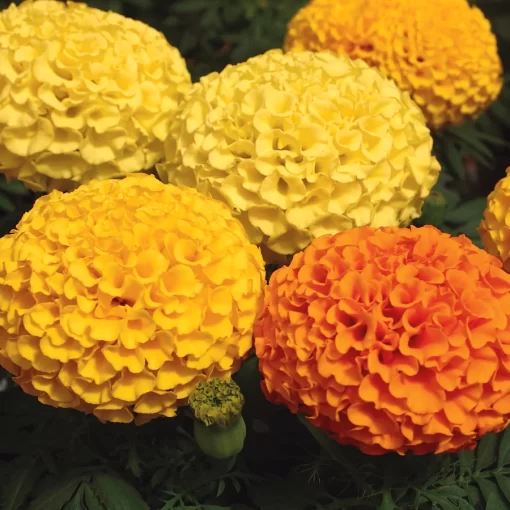 Park's Whopper Mix Marigold Seeds - Image 3