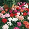 Maverick™ Mix Geranium Seeds