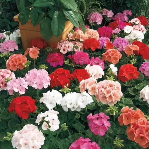 Maverick™ Mix Geranium Seeds