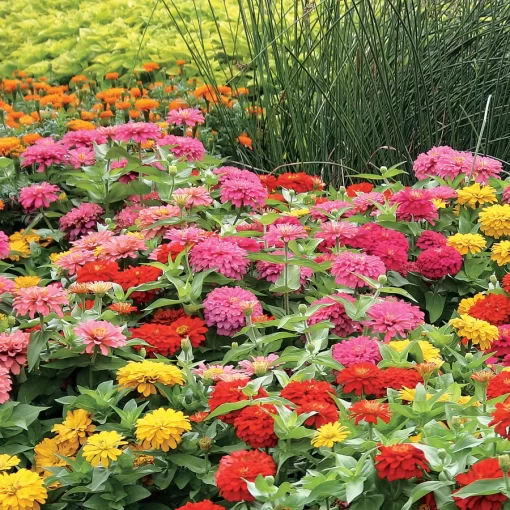 Magellan Mix Zinnia Seeds - Image 2