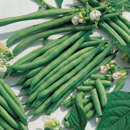 Kentucky Blue Bean Seeds - Image 2