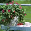 Toscana Strawberry Seeds