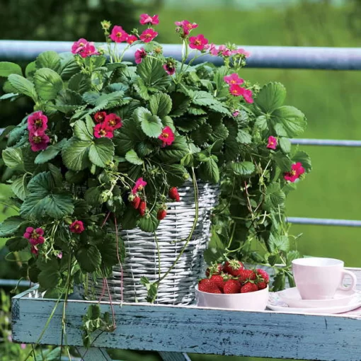 Toscana Strawberry Seeds