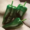 Caballero Hybrid Pepper Seeds