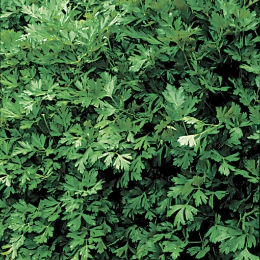 Italian Plain Leaf Parsley Seeds - Image 2