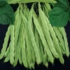 Algarve French Pole Bean Seeds (P) Pkt of 50 seeds