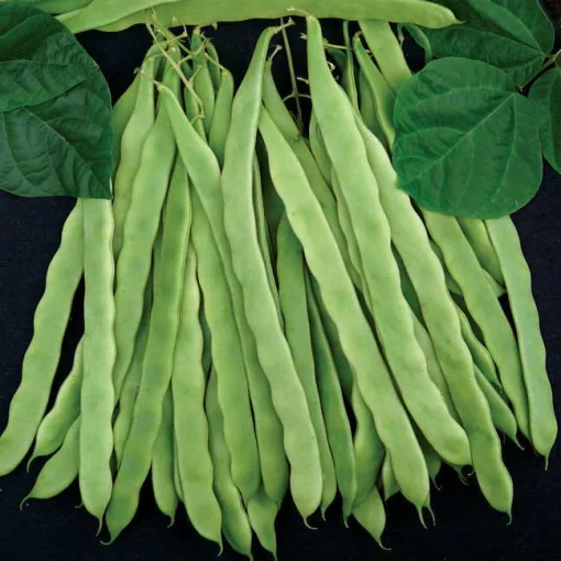 Algarve French Pole Bean Seeds (P) Pkt of 50 seeds