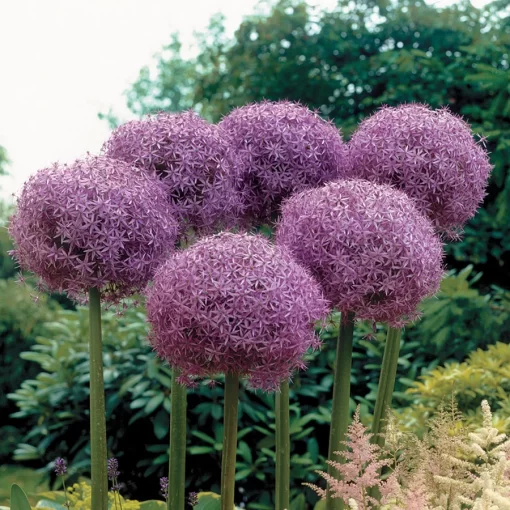Globemaster Allium